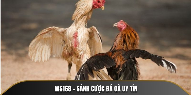 WS168 - Sảnh cược đá gà uy tín