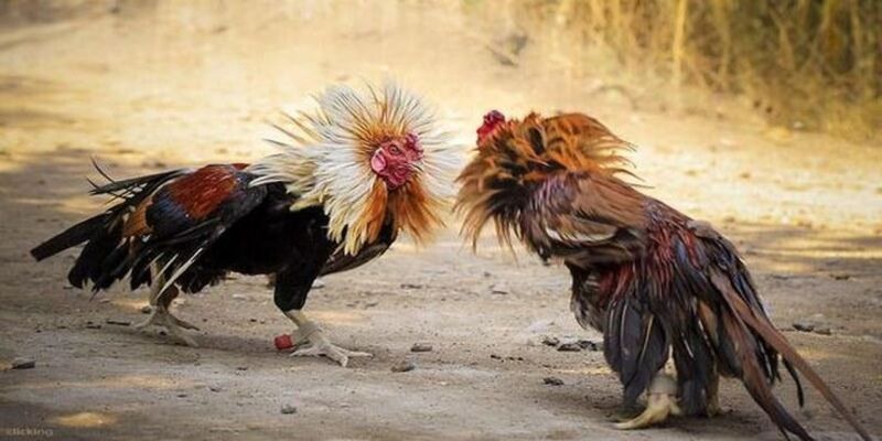Đá gà Thomo là một loại hình cá cược hấp dẫn