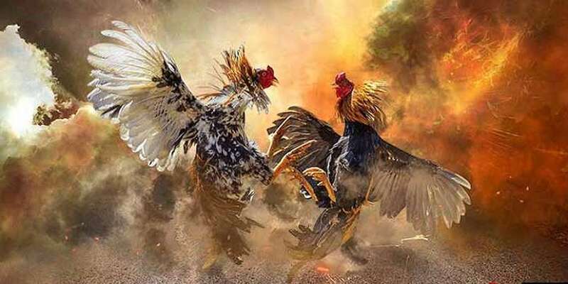 Tham gia đá gà Thomo tại SA88 mang đến nhiều lợi ích